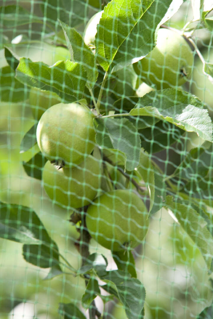 WINDHAGER Vogelschutz-Netz ORTONET